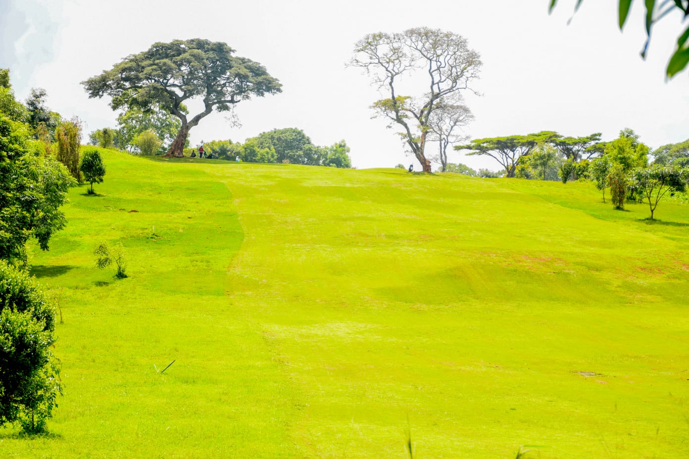 Moringa Plots